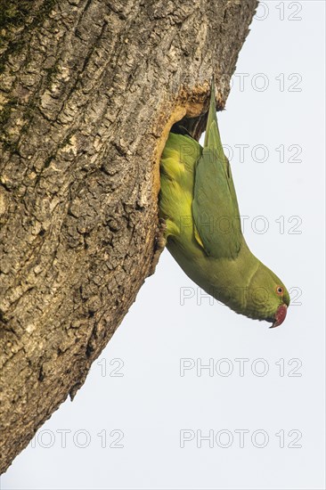 Rose-ringed parakeet (Psittacula krameri), Speyer, Rhineland-Palatinate, Germany, Europe