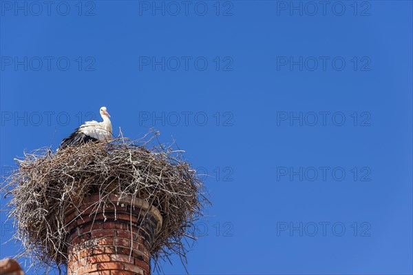 Stork with nest on a chimney, bird, bird's nest, nest, nest building, architecture, species protection, white stork, stork's nest, Adebar, rare, chimney, nesting place, fauna, animal photography, biology, wild animal, baby, offspring, symbol, symbolic, children, migratory bird, Silves, Algarve, Portugal, Europe