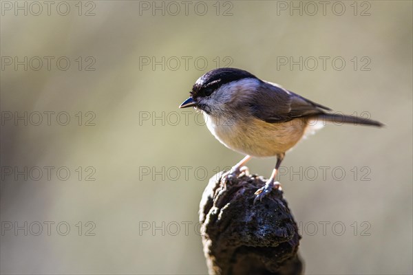 Willow Tit, Poecile montanus, bird in forest at winter light