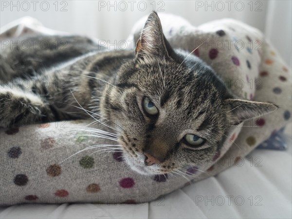 Cat, European Shorthair, grey tabby, chequered, Lueneburg, Lower Saxony, Germany, Europe