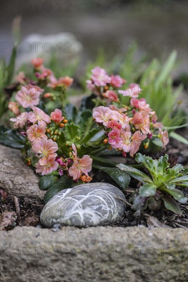 Bitterroot (Lewisia cotyledon), Emsland, Lower Saxony, Germany, Europe