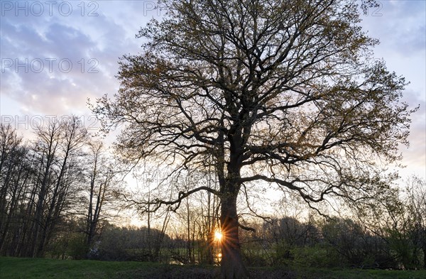 English oak (Quercus robur) at sunrise, Sonnenstern, Lower Saxony, Germany, Europe