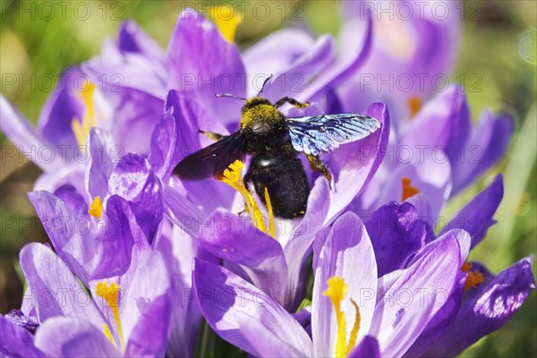 Violet carpenter bee (Xylocopa violacea), wild bee of the year 2024, crocus meadow, Germany, Europe