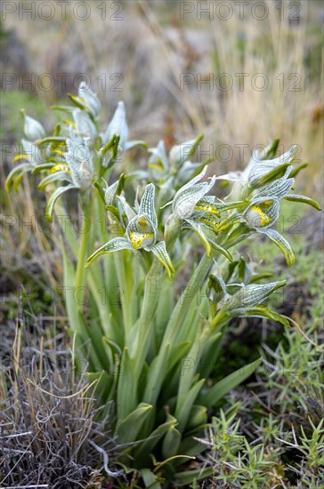 Porcelain orchid (Chloraea magellanica) in Perito Moreno National Park, Patagonia, Argentina, South America