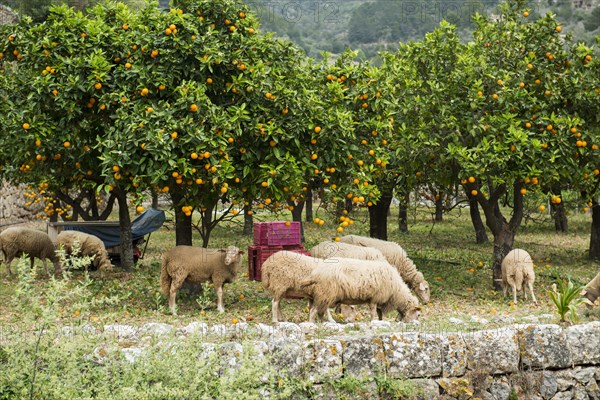 Citrus plantation and old stone wall, Fornalutx, Serra de Tramuntana, Majorca, Balearic Islands, Spain, Europe