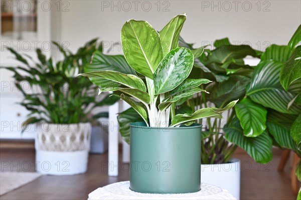 Potted tropical 'Aglaonema Royal Diamond' houseplant with silver pattern in livingr oom with many different houseplants in blurry background