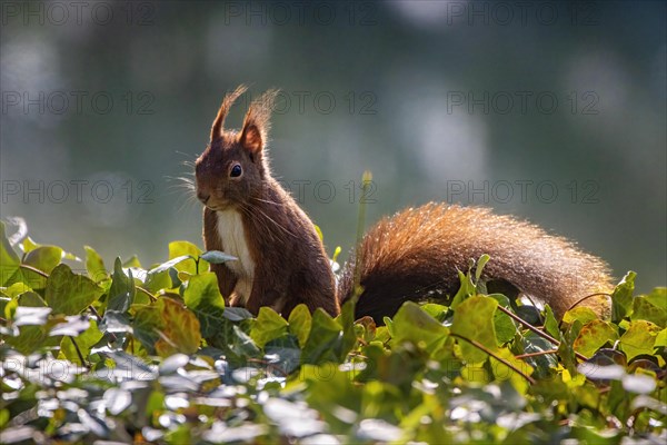 A squirrel perched on green foliage bathed in sunlight, with a softly blurred background, Sciurus vulgaris