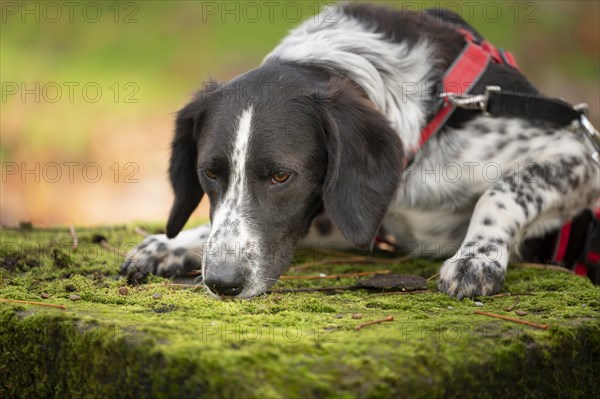 Domestic dog (Canis lupus familiaris), mixed-breed, male, animal welfare, animal welfare dog, sniffing at a stone slab covered with moss, paws standing on the slab, black and white spotted coat, brown eyes, red harness, double safety collar, Hesse, Germany, Europe