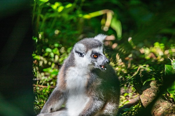 Lemurs in natural environment, close-up, portrait of the animal on Guadeloupe au Parc des Mamelles, in the Caribbean. French Antilles, France, Europe
