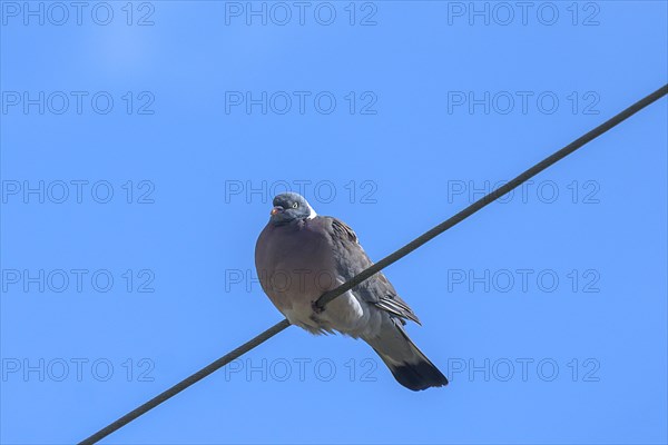 Common wood pigeon (Columba palumbus) on a telephone line, blue sky, Mecklenburg-Western Pomerania, Germany, Europe