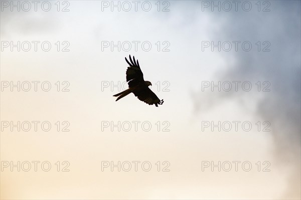 Red kite (Milvus milvus) in flight looking for prey, silhouette in the evening sky, Wales, Great Britain