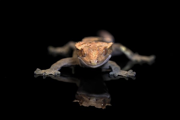 New Caledonian eyelash gecko (Correlophus ciliatus), adult, captive, New Caledonia, Oceania