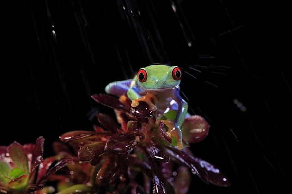 Red-eyed tree frog (Agalychnis callidryas), adult, on eonium, in the rain, captive, Central America