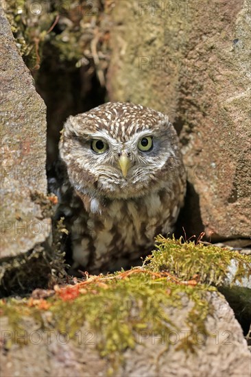 Little owl (Athene noctua), (Tyto alba), adult, at breeding den, alert, portrait, Lowick, Northumberland, England, Great Britain