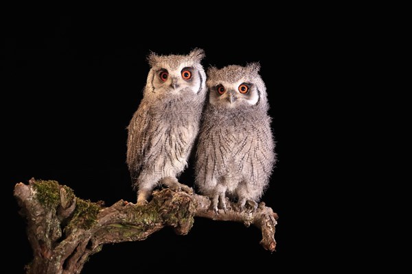 Southern white-faced owl (Ptilopsis granti), juvenile, two juveniles, siblings, at night, on guard, captive