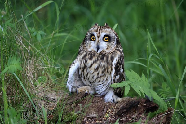 Short-eared owl (Asio flammeus), adult, on the ground, vigilant, Great Britain