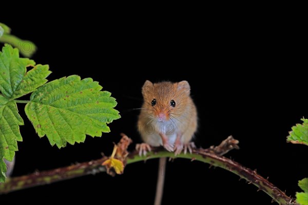 Eurasian harvest mouse (Micromys minutus), adult, on plant stalk, foraging, at night, Scotland, Great Britain