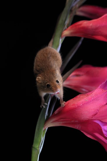 Eurasian harvest mouse (Micromys minutus), adult, on plant stem, flowering, foraging, at night, Scotland, Great Britain