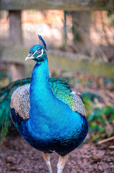 The peacock bird (Pavo cristatus) roams its territory, Leuna, Saxony-Anhalt, Germany, Europe