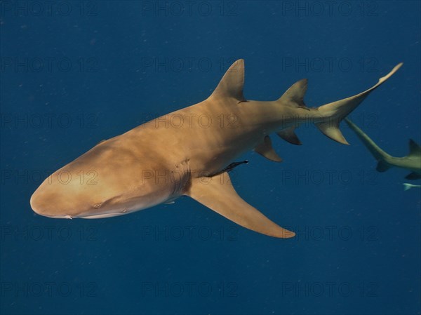 Lemon shark (Negaprion brevirostris) with a ship's keeper (Echeneidae) off Jupiter, Florida, USA, North America
