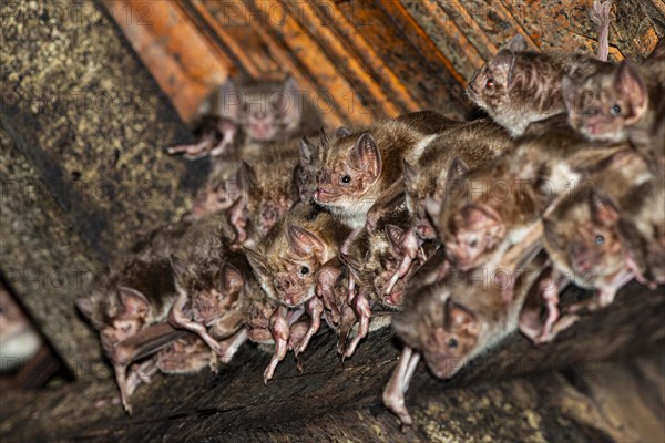 Common vampire bat (Desmodus rotundus) Pantanal Brazil