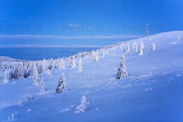 Winter on the Feldberg in front of sunrise, Breisgau-Hochschwarzwald district, Baden-Wuerttemberg, Germany, Europe