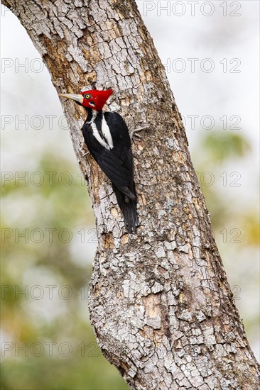 Crimson-crested woodpecker (Campephilus melanoleucos) Pantanal Brazil