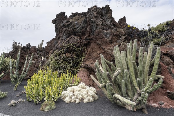 Cacti, Jardin de Cactus, Lanzarote, Canary Islands, Spain, Europe