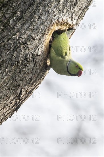 Rose-ringed parakeet (Psittacula krameri), Speyer, Rhineland-Palatinate, Germany, Europe