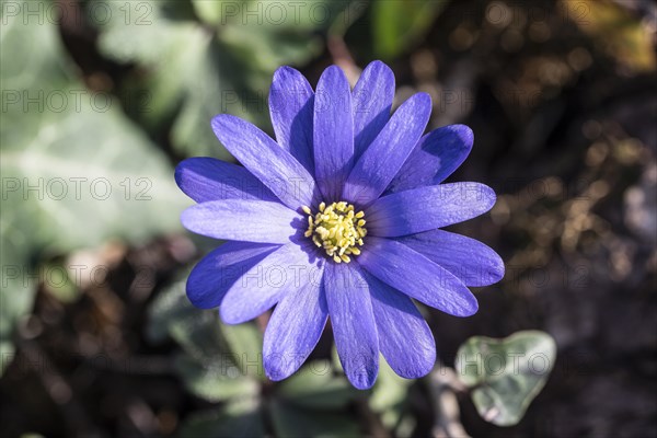 Grecian windflower (Anemone blanda), Speyer, Rhineland-Palatinate, Germany, Europe