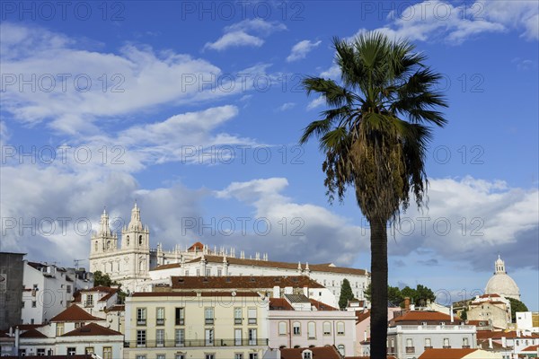 View of the Alfama, city view, tourism, travel, city trip, urban, building, historic, old town, centre, overview, cathedral, church, attraction, famous, viewpoint, architecture, palm tree, summer holiday, capital, Lisbon, Portugal, Europe