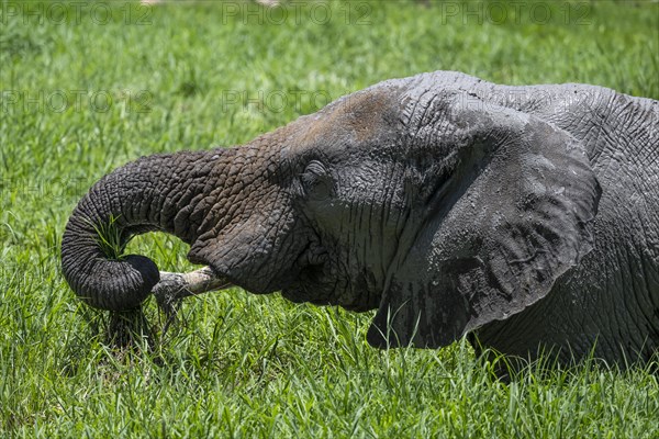 African elephant (Loxodonta africana), Madikwe Game Reserve, North West Province, South Africa, RSA, Africa