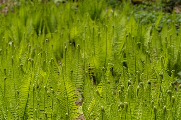 Close-up of fern plants with focus on individual leaves