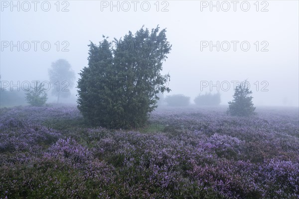 Heath landscape, flowering common heather (Calluna vulgaris), common juniper (Juniperus communis), morning mist, Lueneburg Heath, Lower Saxony, Germany, Europe