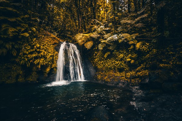 Pure nature, a waterfall with a pool in the forest. The Ecrevisses waterfalls, Cascade aux ecrevisses on Guadeloupe, in the Caribbean. French Antilles, France, Europe