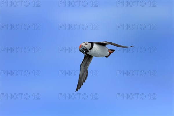 Puffin (Fratercula arctica), adult, flying, with sand eels, with food, Faroe Islands, England, Great Britain, Europe