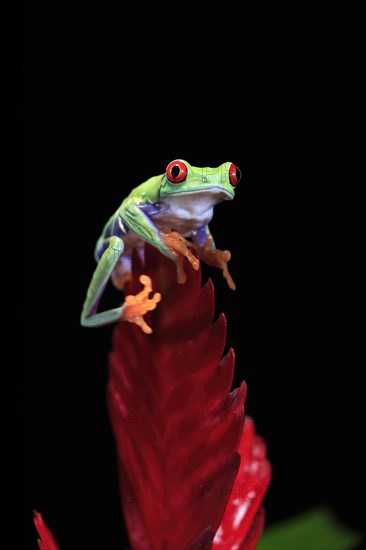 Red-eyed tree frog (Agalychnis callidryas), adult, on bromeliad, captive, Central America