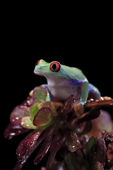 Red-eyed tree frog (Agalychnis callidryas), adult, on aeonium, captive, Central America