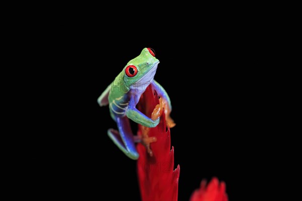 Red-eyed tree frog (Agalychnis callidryas), adult, on bromeliad, captive, Central America