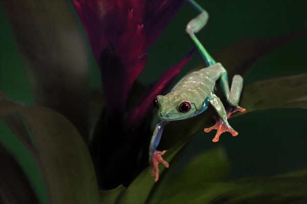 Red-eyed tree frog (Agalychnis callidryas), adult, on bromeliad, captive, Central America