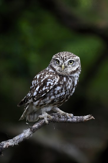 Little owl (Athene noctua), (Tyto alba), adult, perch, Lowick, Northumberland, England, Great Britain