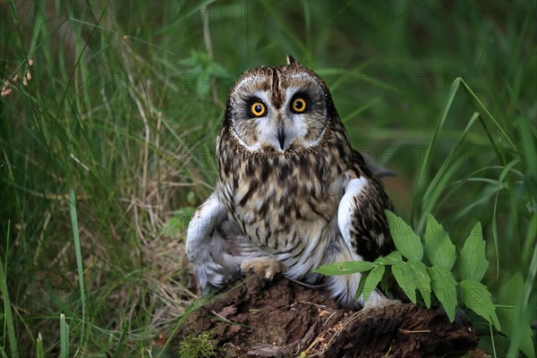 Short-eared owl (Asio flammeus), adult, on the ground, vigilant, Great Britain