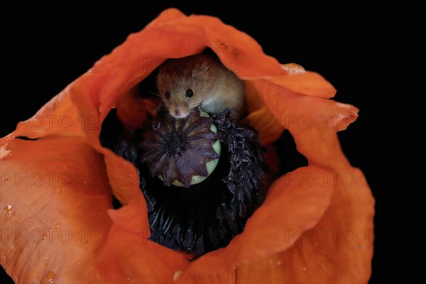 Common harvest mouse, (Micromys minutus), adult, on corn poppy, flower, foraging, at night, Scotland, Great Britain