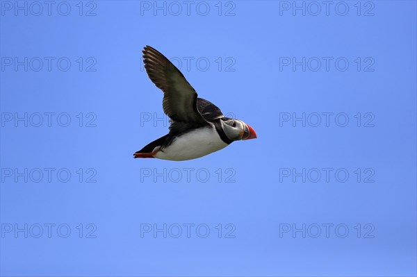 Puffin (Fratercula arctica), adult, flying, Farne Islands, England, Great Britain