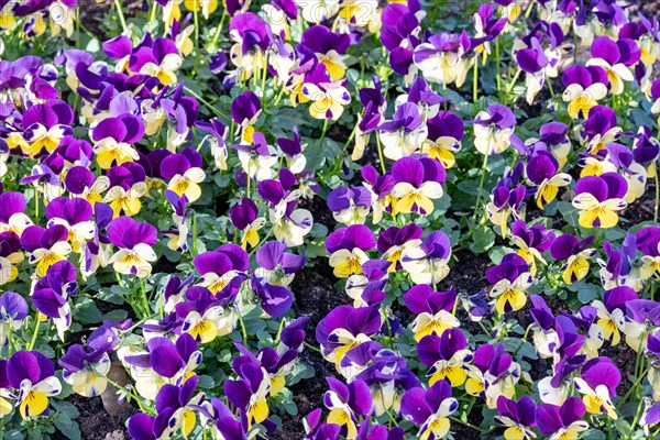 Dense bed with pansies in shades of purple with yellow accents