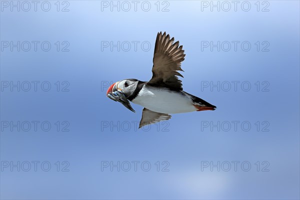 Puffin (Fratercula arctica), adult, flying, with sand eels, with food, Faroe Islands, England, Great Britain, Europe