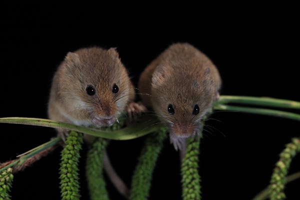 Eurasian harvest mouse (Micromys minutus), adult, two, pair, on plant stalks, spikes, foraging, at night, Scotland, Great Britain