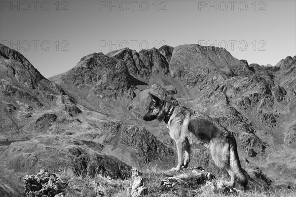 A dog looks out over a mountainous landscape in a black and white photo, Amazing Dogs in the Nature