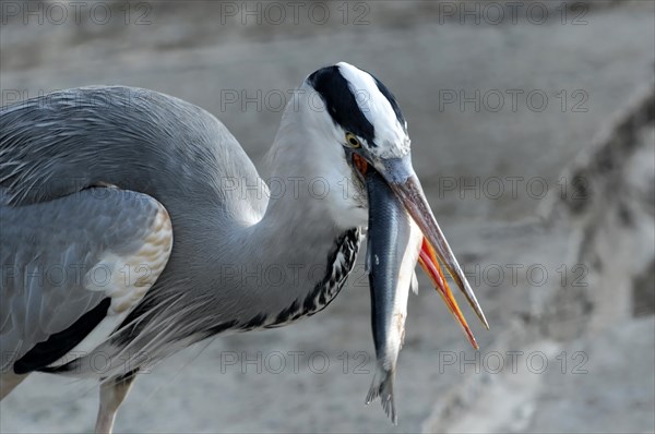 A grey heron (Ardea cinerea), holding a freshly caught fish in its beak, Stuttgart, Baden-Wuerttemberg, Germany, Europe