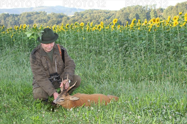 Hunter with an old european roe deer (Capreolus capreolus) in front of a field of sunflowers (Helianthus annuus) and an oak grove, Lower Austria, Austria, Europe